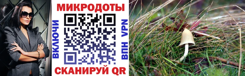 купить закладку  Нижний Новгород  Псилоцибиновые грибы мицелий 
